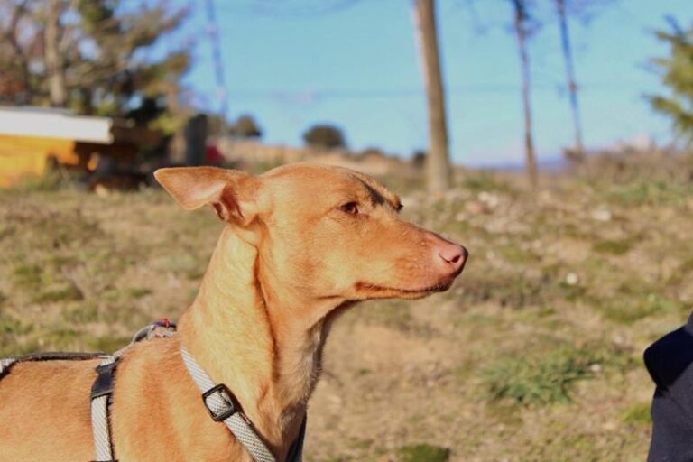 multimedia-foto63522-368-1