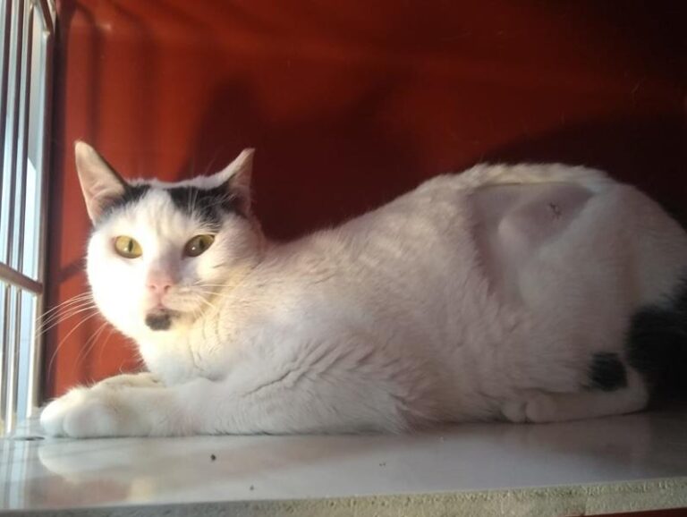 multimedia-foto63557-414-1