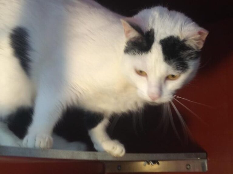 multimedia-foto63558-414-1