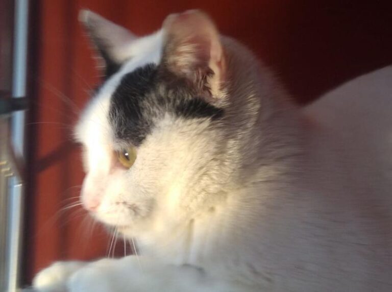 multimedia-foto63559-415-1