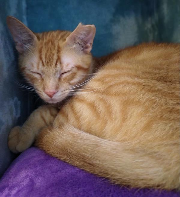 multimedia-foto63595-921-1