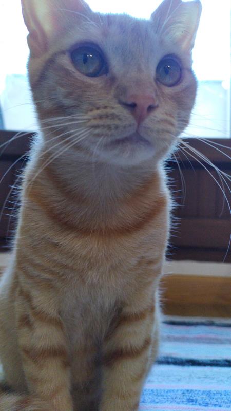 multimedia-foto63596-921-1