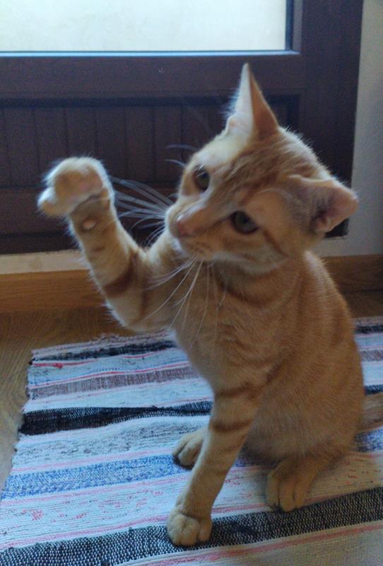 multimedia-foto63597-921-1