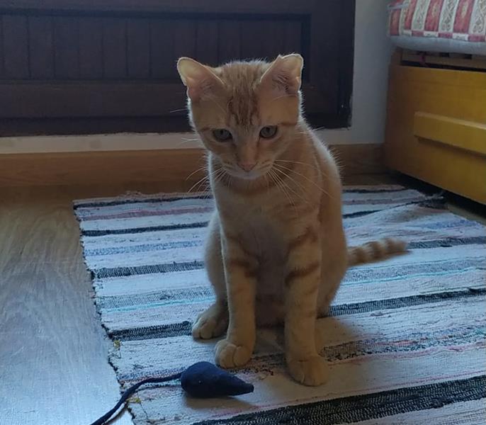 multimedia-foto63598-921-1