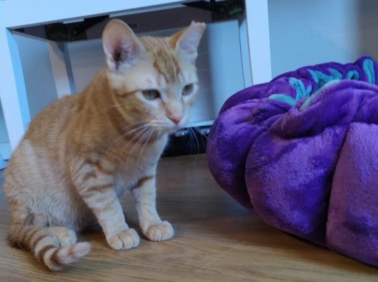 multimedia-foto63600-922-1