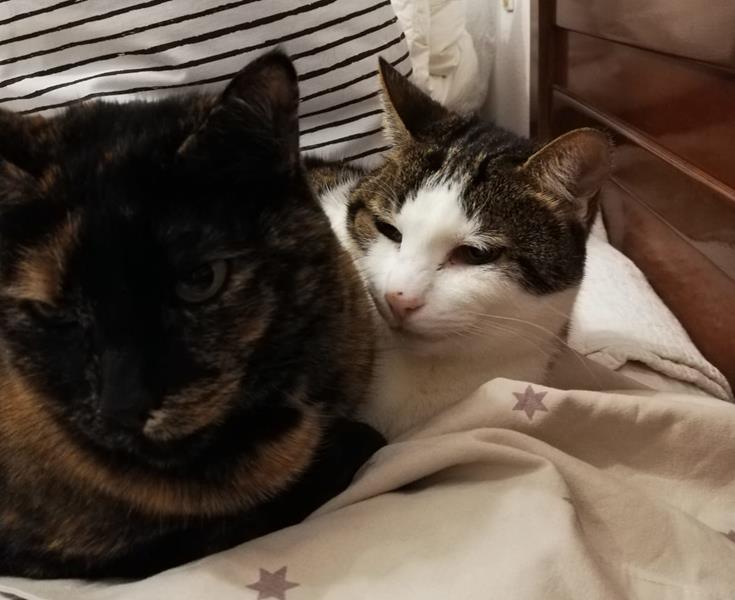 multimedia-foto63620-217-1