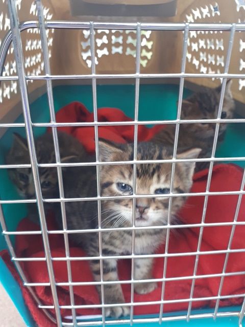 multimedia-foto63695-440-1