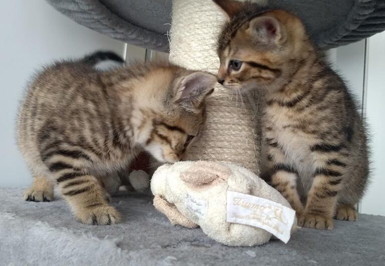 multimedia-foto63697-441-1