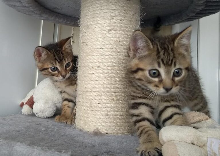 multimedia-foto63698-441-1