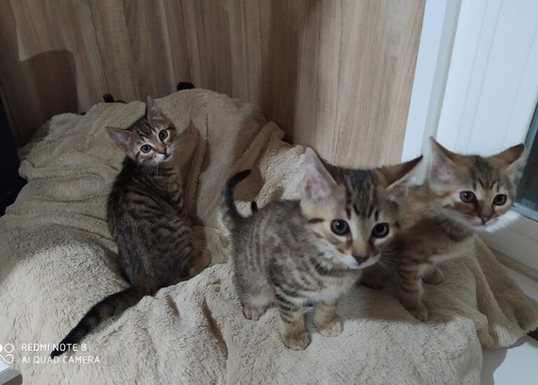 multimedia-foto63700-441-1