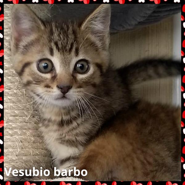 multimedia-foto63702-442-1