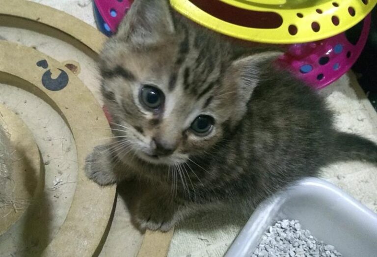 multimedia-foto63703-442-1