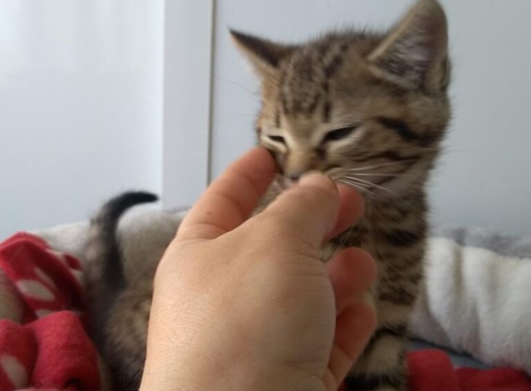 multimedia-foto63705-442-1