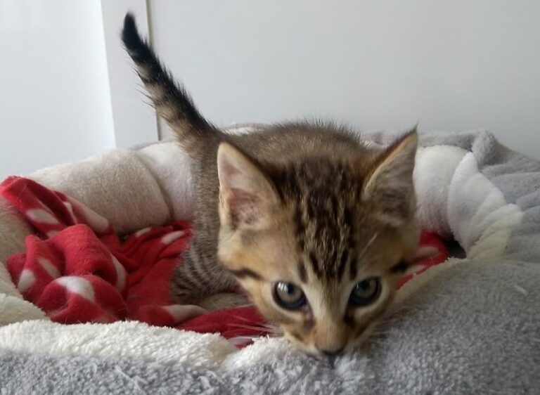 multimedia-foto63706-442-1