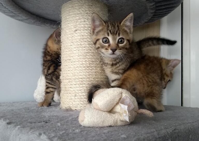 multimedia-foto63707-443-1