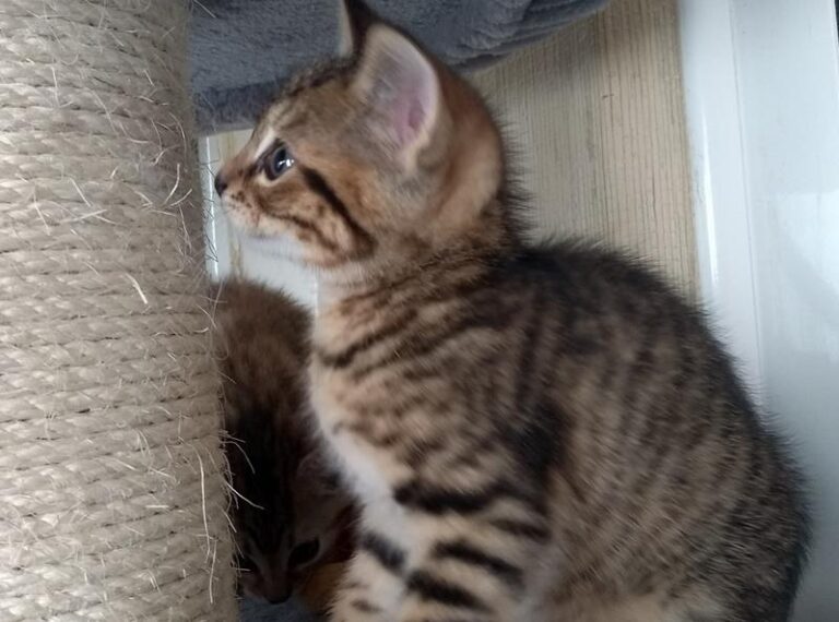 multimedia-foto63709-443-1