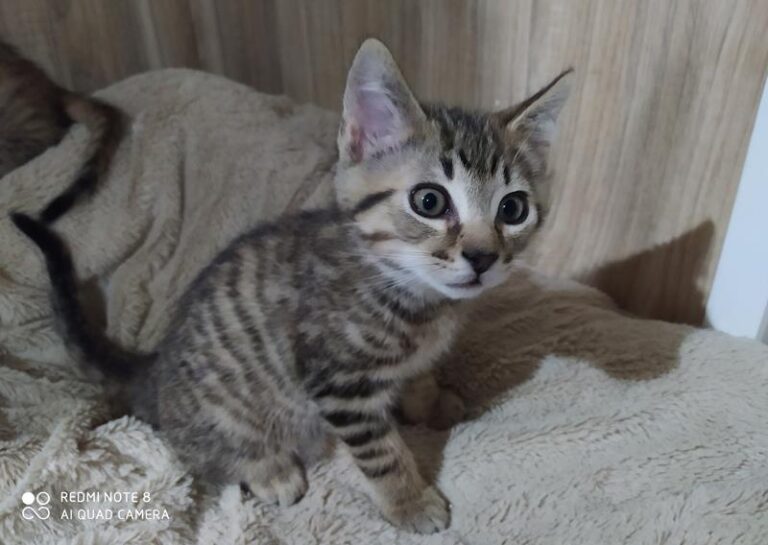 multimedia-foto63710-443-1