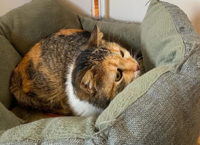 multimedia-foto63796-782-1