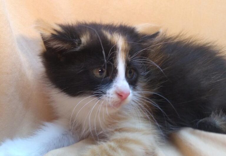 multimedia-foto63818-267-1