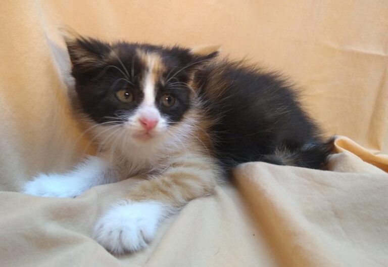 multimedia-foto63819-268-1