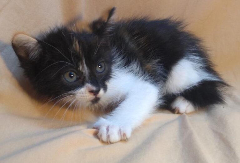 multimedia-foto63821-268-1