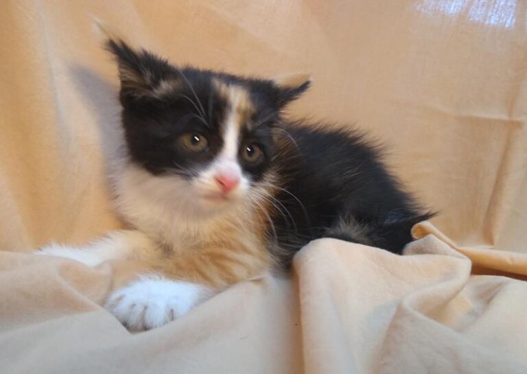 multimedia-foto63823-269-1