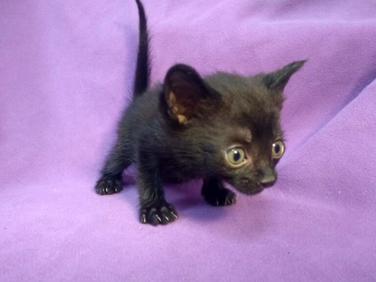 multimedia-foto63883-73-1