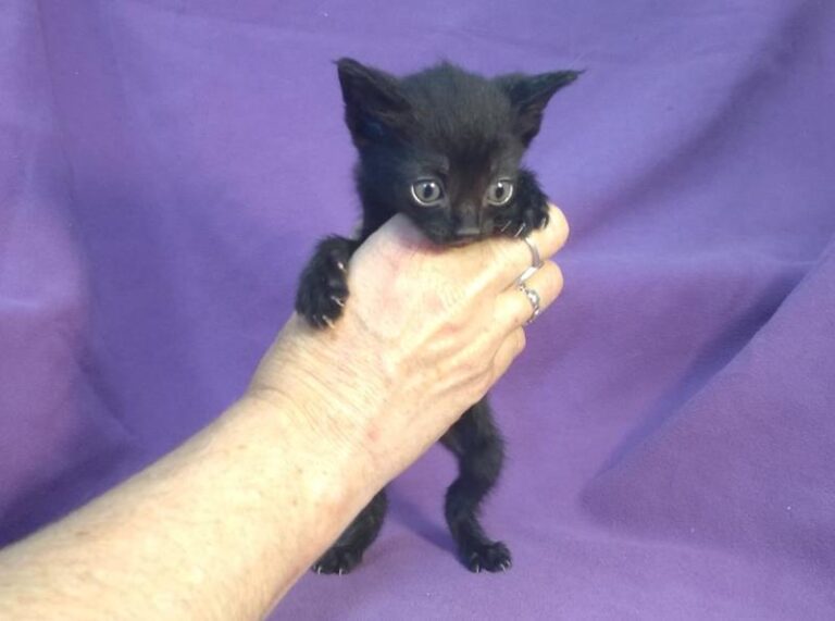 multimedia-foto63884-74-1