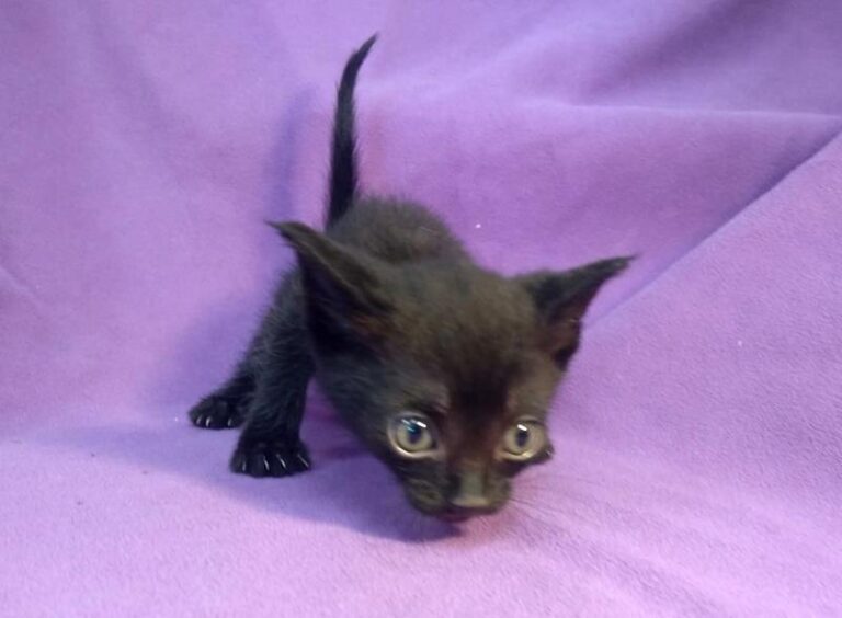 multimedia-foto63885-74-1