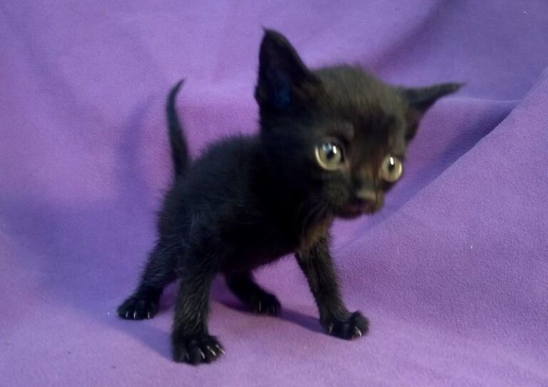 multimedia-foto63886-75-1