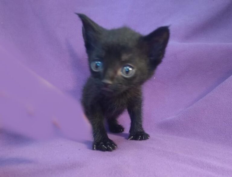 multimedia-foto63887-75-1