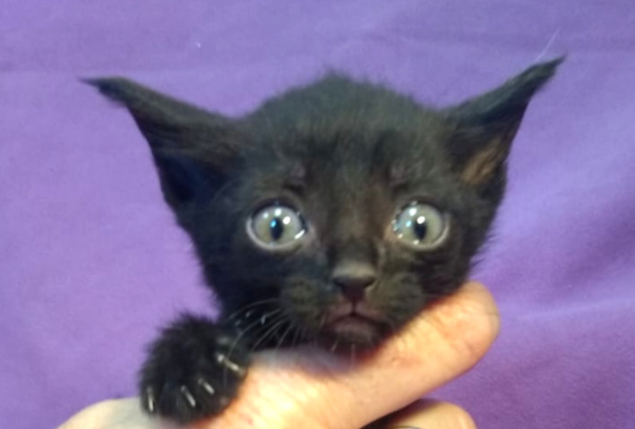 multimedia-foto63888-75-1