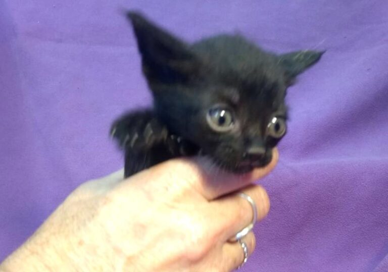 multimedia-foto63889-76-1