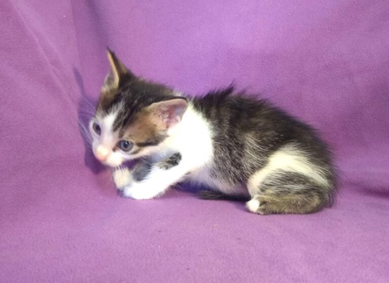 multimedia-foto63890-150-1