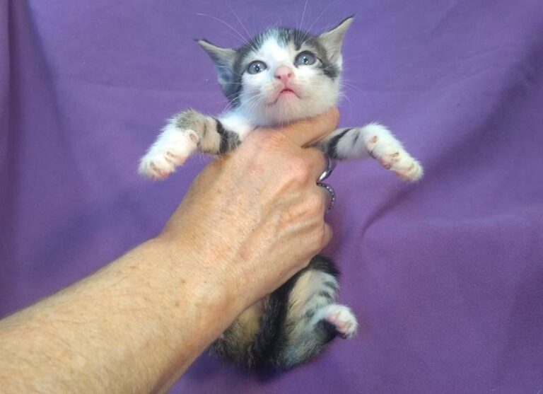 multimedia-foto63892-151-1