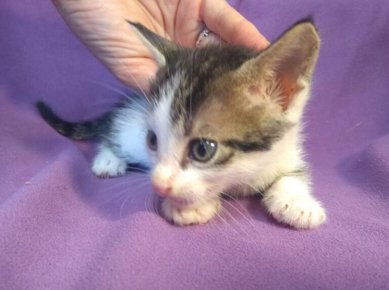 multimedia-foto63894-152-1