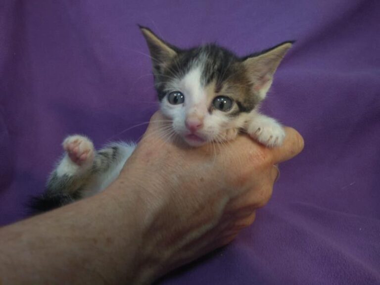 multimedia-foto63895-152-1