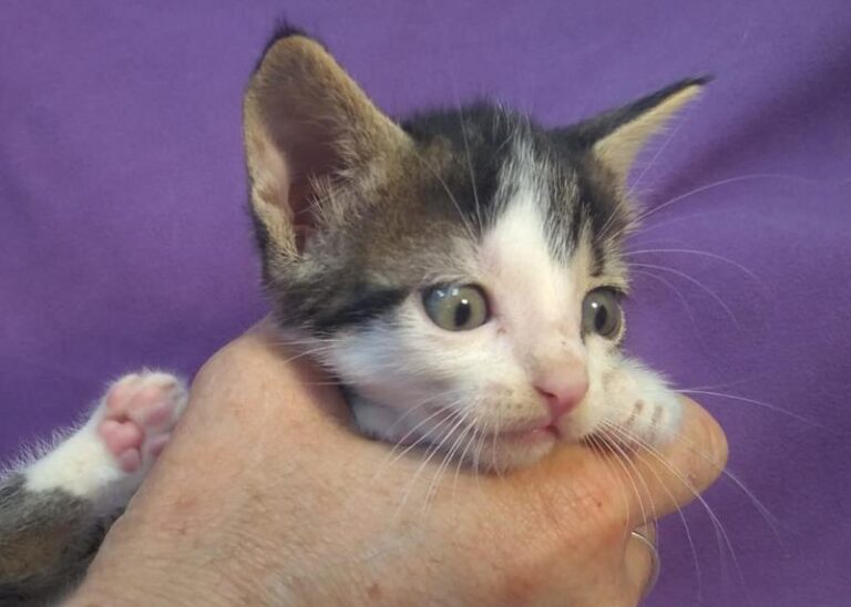 multimedia-foto63896-153-1