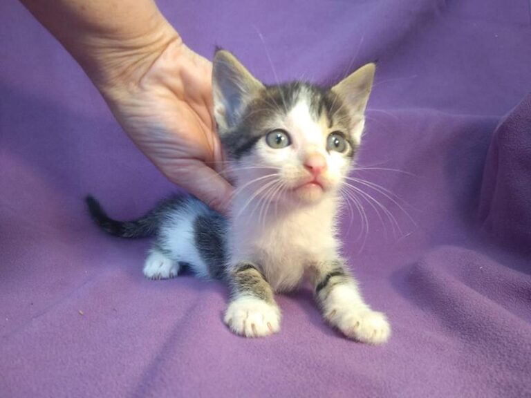 multimedia-foto63897-153-1