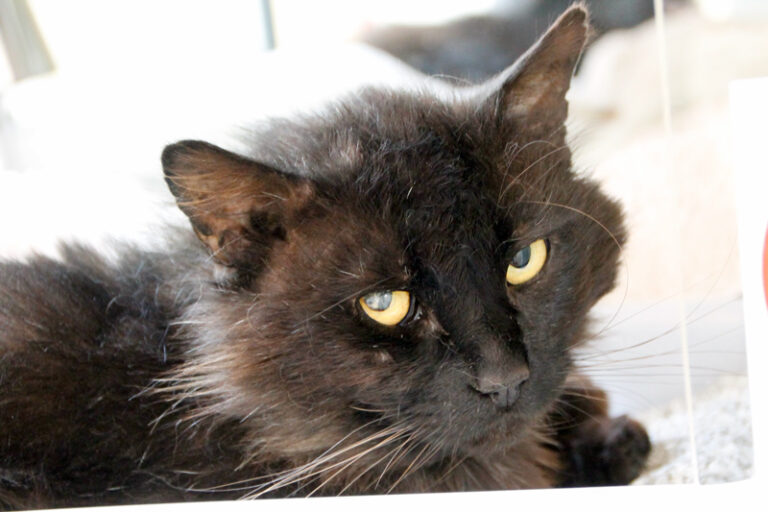 multimedia-foto63971-579-1