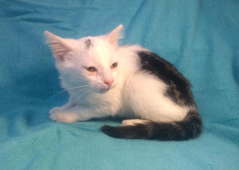 multimedia-foto63995-100-1