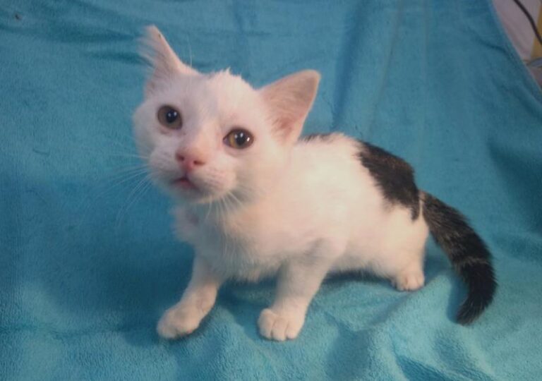 multimedia-foto63996-101-1