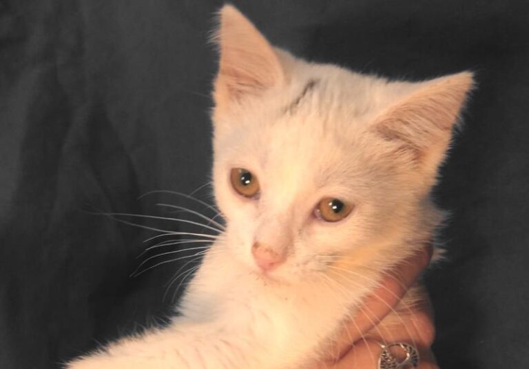 multimedia-foto63998-101-1