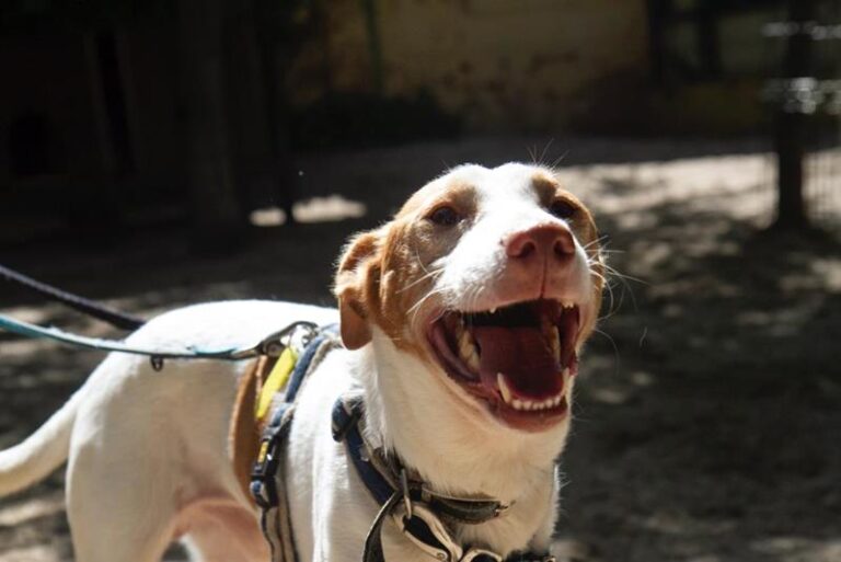 multimedia-foto64011-965-1