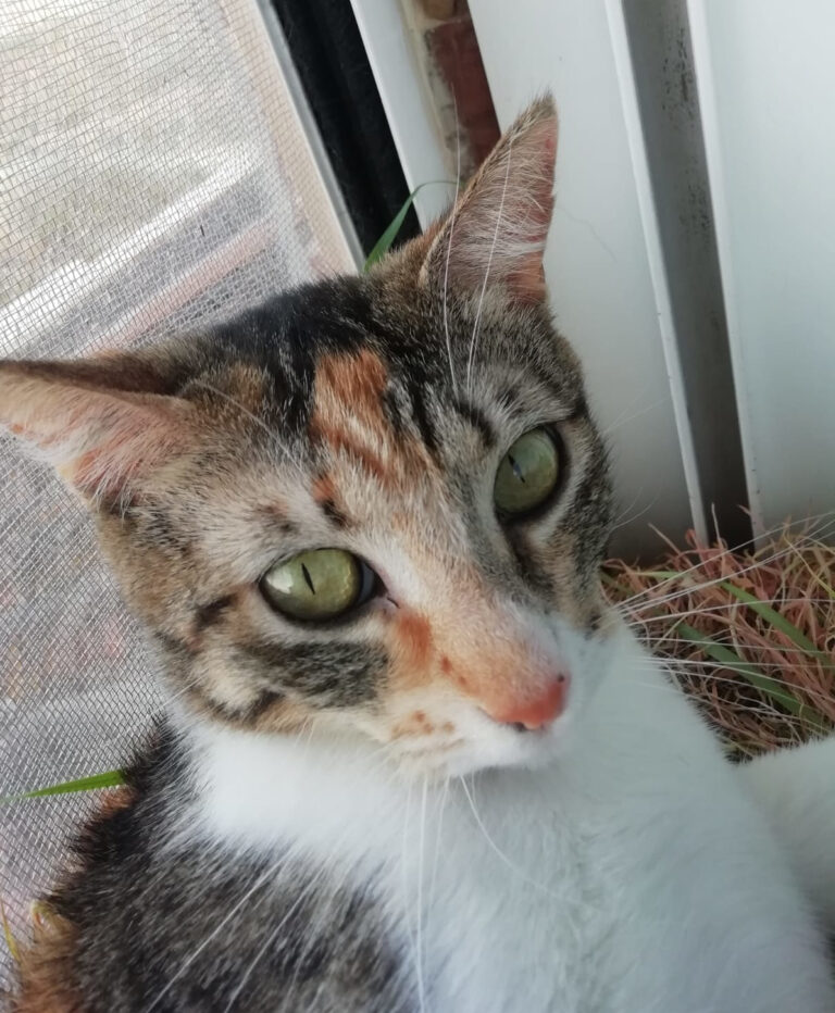 multimedia-foto64014-563-1