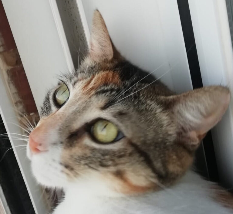 multimedia-foto64015-564-1