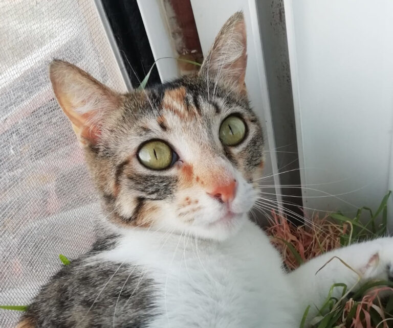 multimedia-foto64016-565-1