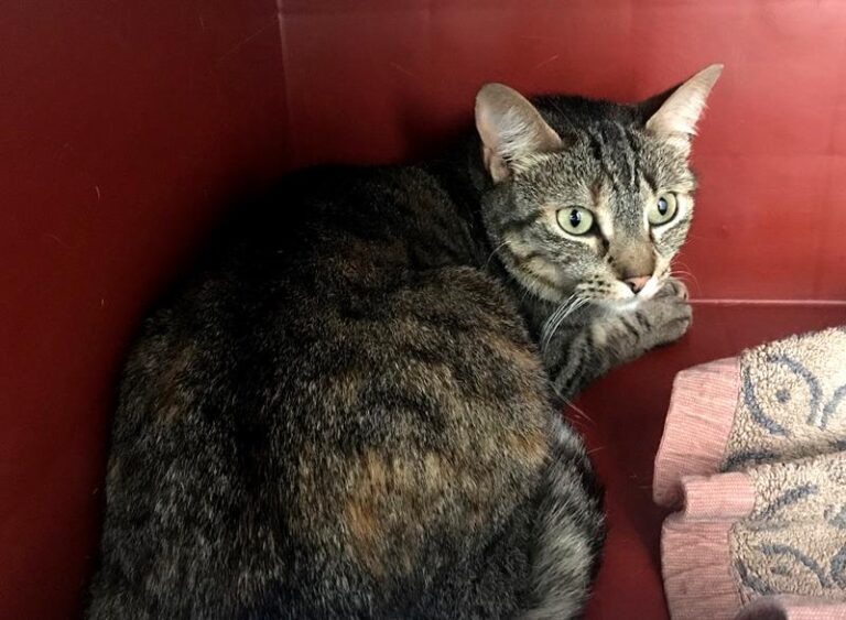 multimedia-foto64035-544-1