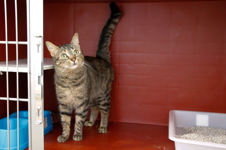 multimedia-foto64037-545-1