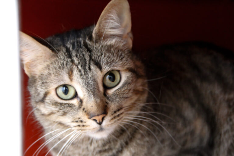 multimedia-foto64039-545-1